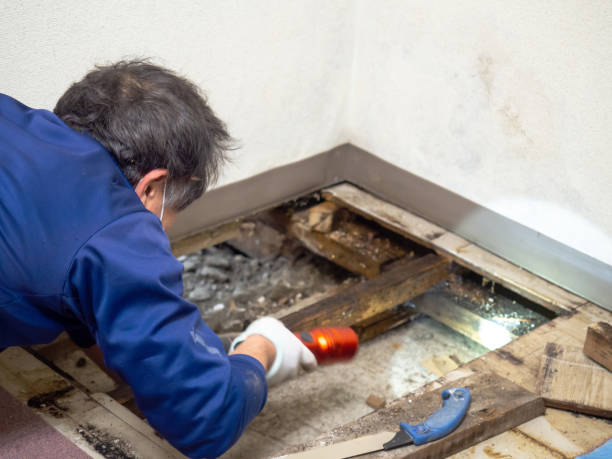 Best Crawl Space Mold Remediation in Bowling Green, VA