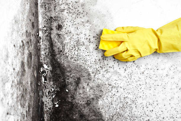Best Basement Mold Remediation in Bowling Green, VA