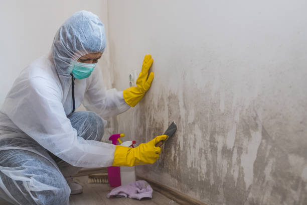 Best White Mold Remediation in Bowling Green, VA