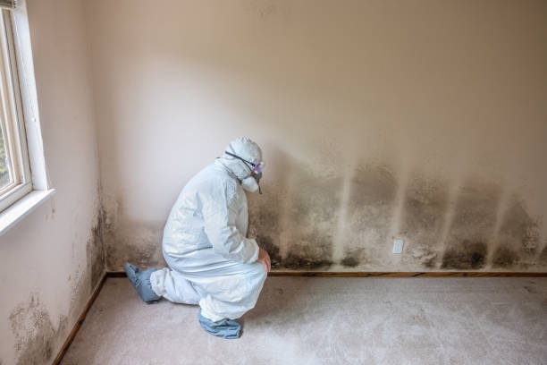Best Mold Remediation for Specific Building Types in Bowling Green, VA