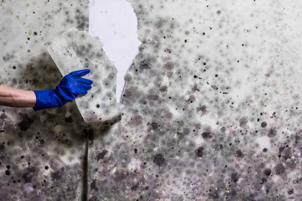 Bowling Green, VA Mold Remediation Company